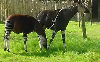 Okapis