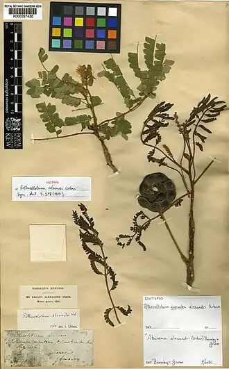 Description de l'image Abarema alexandri.jpg.