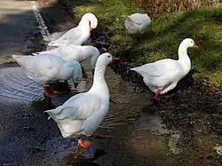 Troupeau d'oies d'Emden en Angleterre