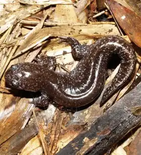 Description de l'image Abe's salamander, Hynobius abei.jpg.