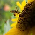 Une abeille saisie en plein vol,  à l'approche d'une fleur de tournesol. Son corps est couvert d'étamines et ses pattes portent déjà une grande quantité de pollen. L'image est en gros plan.
