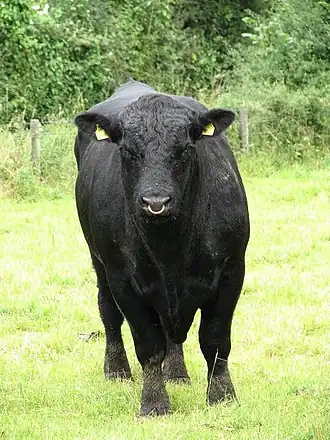 Taureau aberdeen angus.