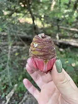 Cône femelle immature.