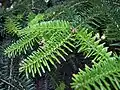 Abies numidica (mai 2008)