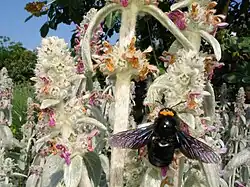 Xylocope violet (Xylocopa violacea) avec quatre pollinies sur la tête (ici butinant une Stachys sp.)