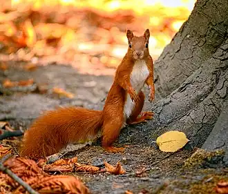 Écureuil roux.