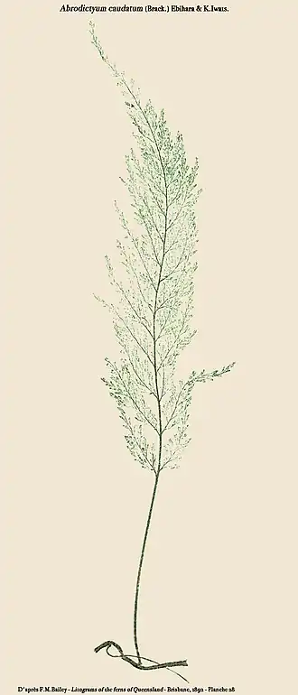 Abrodictyum caudatum (Brack.) Ebihara & K.Iwats.