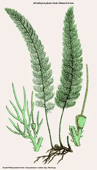 Abrodictyum pluma (Hook.) Ebihara & K.Iwats.