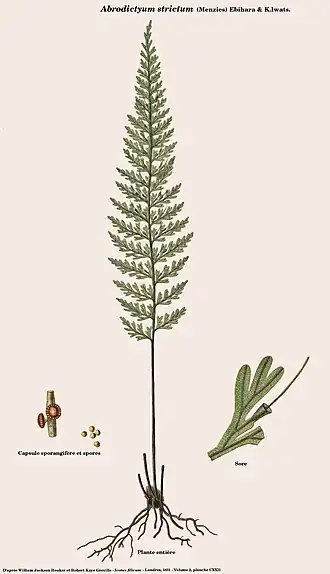 Abrodictyum strictum (Menzie ex Hook. & Grev.) Ebihara & K.Iwats.