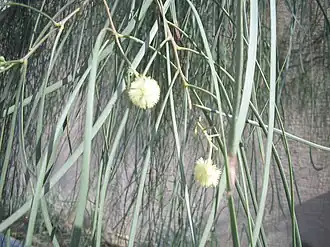 Description de l'image Acacia-stenophylla-flowers.jpg.