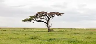 Acacia faux-gommier (Vachellia tortilis).