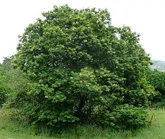 Description de l'image Acacia ataxacantha, habitus, Skeerpoort.jpg.