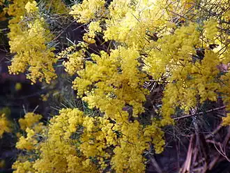 Description de l'image Acacia boormanii 02.jpg.