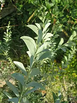 Feuillage d'acacia cultriformis.
