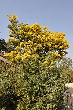Acacias dans le Jardin des Plantes