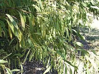 Description de l'image Acacia falcata Eastwood.jpg.