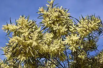 Description de l'image Acacia_floribunda_CFGk365.jpg.