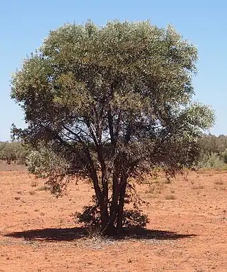 Description de l'image Acacia georginae habit.jpg.