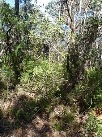 Description de l'image Acacia obtusifolia 2.jpg.