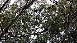 Vu d'ensemble : branches, feuillages, silhouettes de gousses et de galles