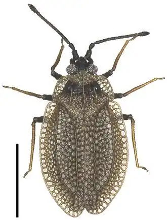 Acalyptaini : Acalypta marginata, Japon.