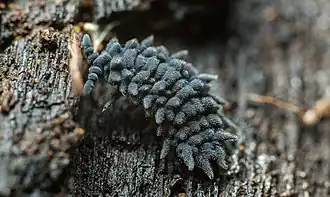 Description de l'image Acanthanura dendyi (13589308374).jpg.