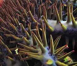 Gros plan sur des piquants d'une Acanthaster planci vert olivâtre. Certains piquants laissent échapper dans l'eau du venin vert