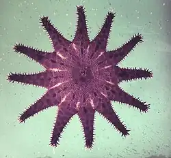 Acanthaster brevispinus d'Australie.