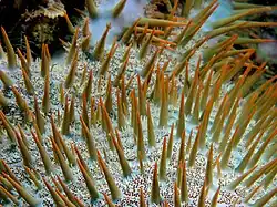 Gros plan sur la face aborale d'une acanthaster : on voit nettement les épines et les pédecellaires ; les papules rouges sont rétractées.
