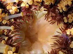 Gros plan sur l'estomac partiellement dévaginé d'une acanthaster, dérangée en plein repas.