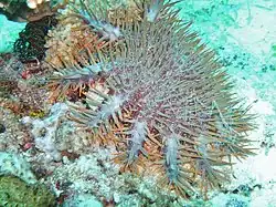 L'étoile de mer Acanthaster planci se nourrit de corail ; elle est désormais invasive dans certaines régions, où elle détruit des récifs entiers.