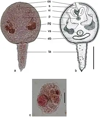 Description de cette image, également commentée ci-après