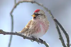 Sizerin flammé posé sur une branche, vu de face. Les parties supérieures sont d'un brun grisâtre rayé de noir, la gorge et le haut de la poitrine sont rosés, les flancs rose jaunâtre avec des raies noires, le ventre est de couleur blanchâtre. Le front et le sommet du crâne sont rouges, avec une tache plus vive sur la tête. Des taches noires sont présentes au-dessus et au-dessous du bec.