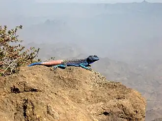 Description de l'image Acanthocercus in Yemen 2006.jpg.