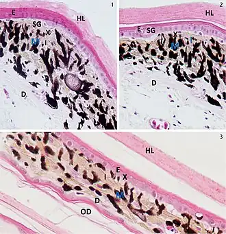 Description de l'image Acanthodactylus orientalis (10.3897-zoologia.34.e11923) Figures 1–3.jpg.