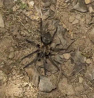 Description de l'image Acanthogonatus pissii 450679043.jpg.