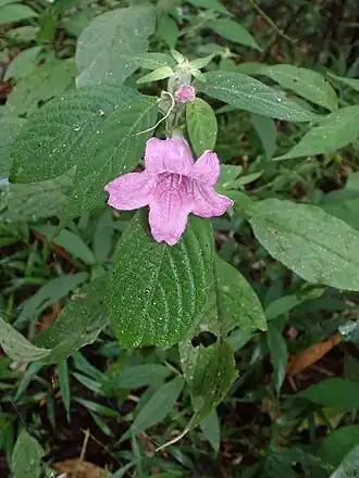 Description de l'image Acanthopale madagascariensis 388102352.jpg.