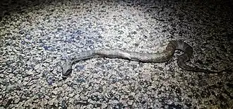 Description de l'image Acanthophis hawkei 188041581.jpg.