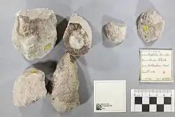 Écus cutanés assignés