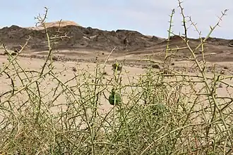 Buisson épineux de !nara.