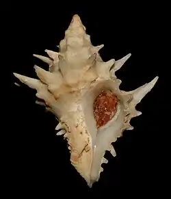 Acanthotrophon carduus.