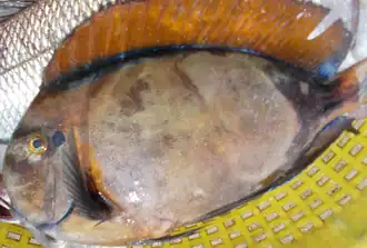 Description de l'image Acanthurus bariene.png.