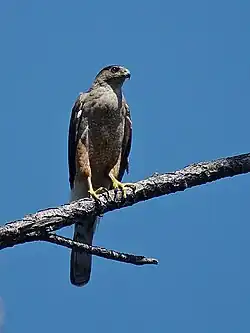 Un femelle de l'Épervier de Cuba au Parc National Alexandre de Humboldt (reconnu par l'UNESCO comme site du patrimoine naturel mondial) à Baracoa, dans l'est de Cuba.