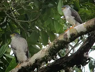 Description de cette image, également commentée ci-après