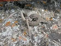 Accouplement du lézard dans le sud de la France (ici : Lézard catalan, Podarcis liolepis).