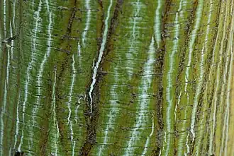 Tronc jaspé de l'érable du père David