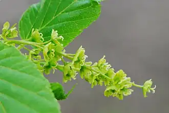 Inflorescence d'érable du père David
