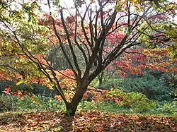 Acer palmatum « Osakazuki »