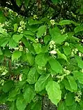Feuilles et fleurs d'Acer tataricum subsp. ginnala à l'arboretum de l'école du Breuil