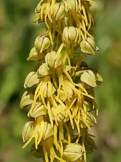 Orchis anthropophora(L.) All., 1785
